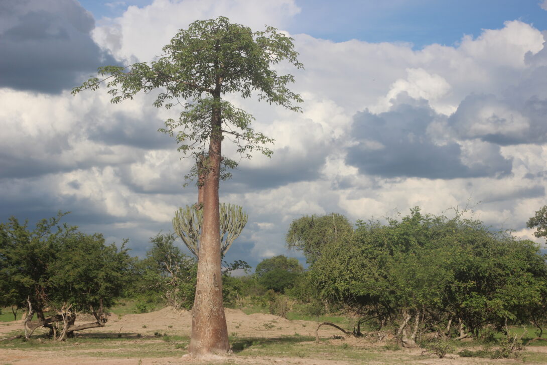 A Baobab Tree in the Kafue national park in southern Zambia